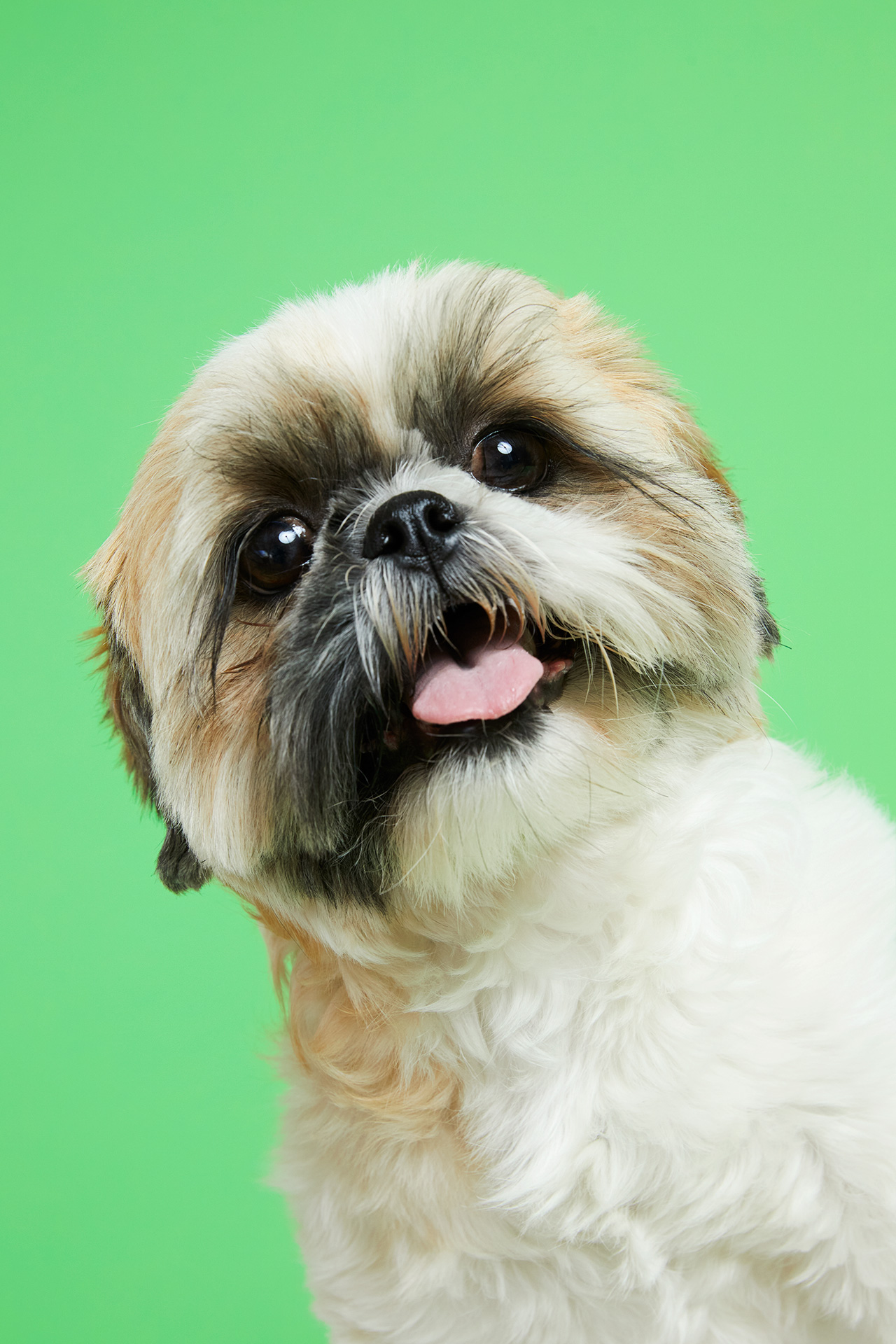 220614_DogPortraits1_SHOT_12_0825