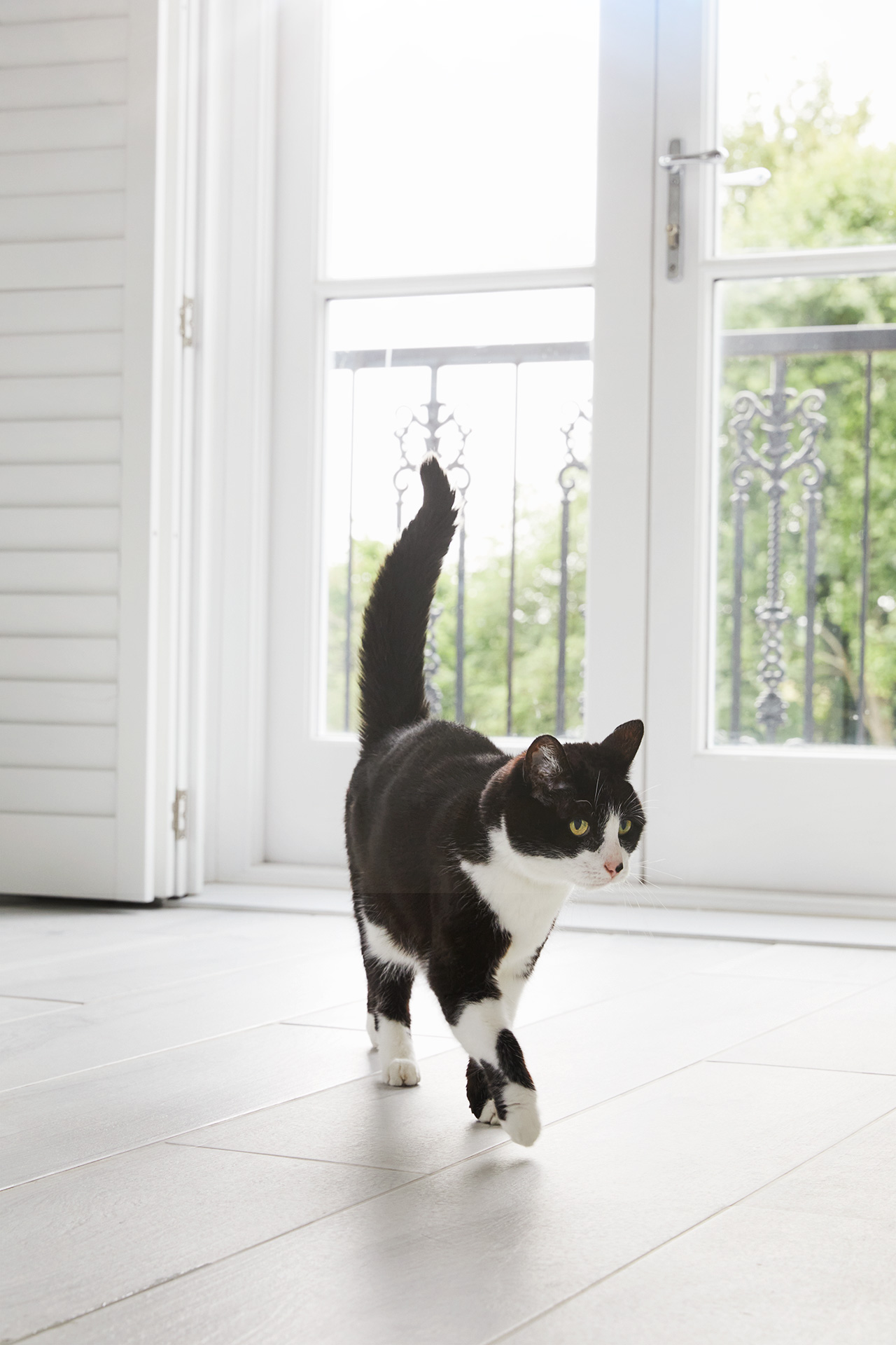 220623_SHOT_12_Cat_Millie_Walking_0434-copy1